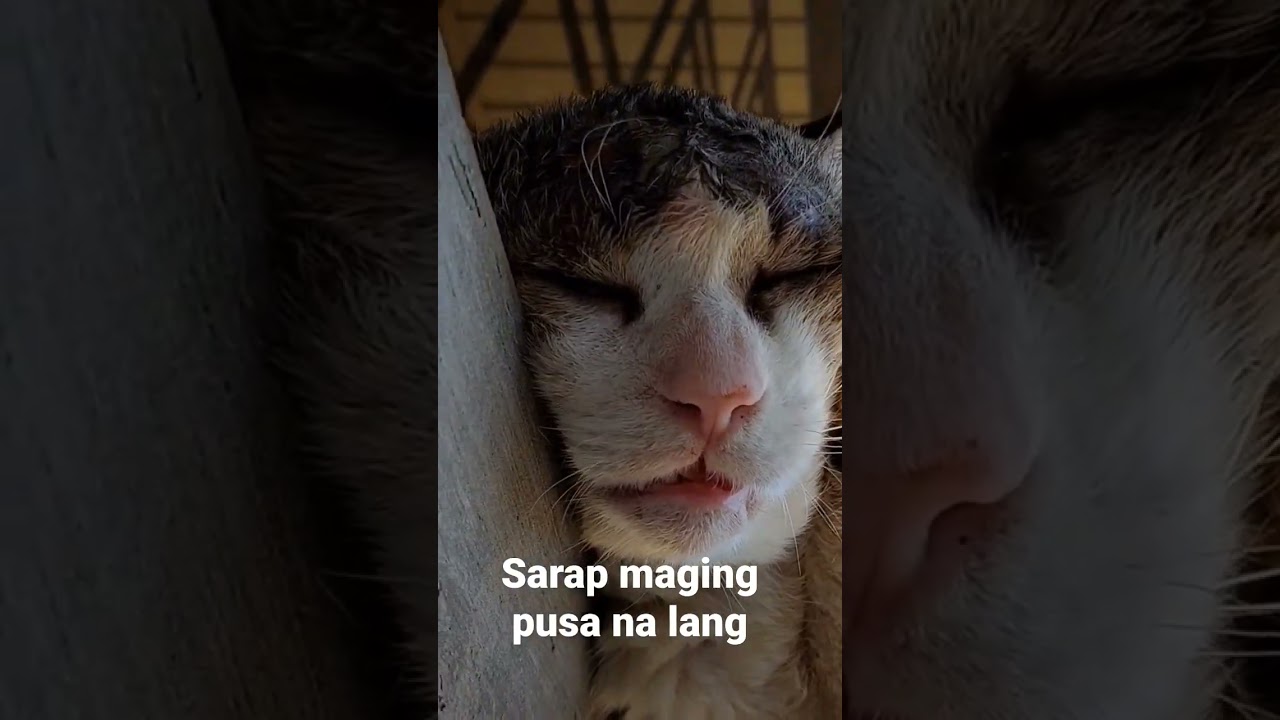 sarap buhay patulog tulog lang #trending #cat #fyp #animals