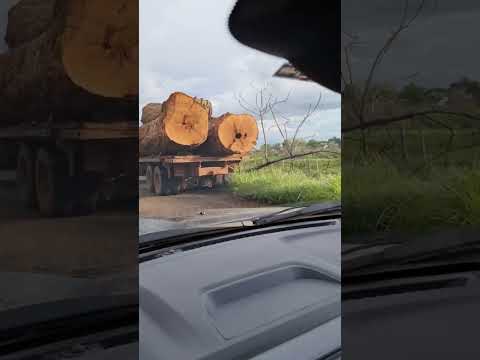 Toras Enormes no Caminhão! 🚛 | Estrada em Marcelandia - MT / #estrada #shortsbrasil