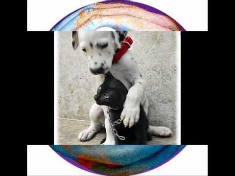 Erasmo Carlos Sou uma criança, não entendo nada