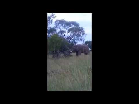 Elephant pushes over tree and then lifts it back up!