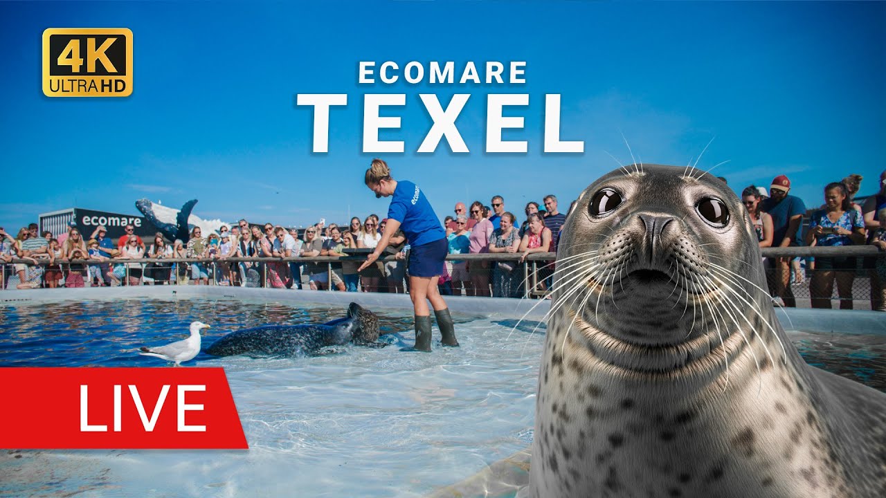 Zeehonden van dichtbij | Ecomare Texel | webcam live 4K | Texelinformatie.NL | Seal Netherlands