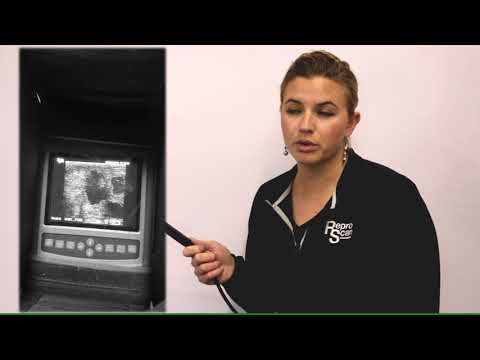 Small Ruminant Use With Probes - Linear Rectal Probe