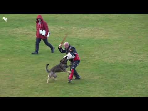 Arik von der Snively Haus   Arik von der Snively Haus   2021 WUSV WM   IGP World Cup   C