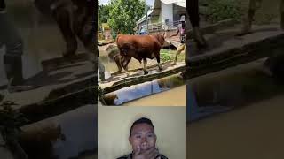 Download lagu tahan tawa part 3 video lucu🤣🤣😂 mp3