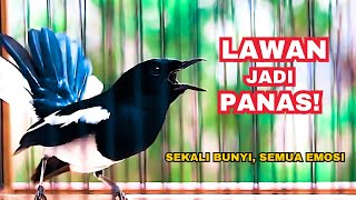 Download lagu SEKALI BUNYI, SEMUA IKUT! KACER NGEPLAY & BIKIN LAWAN PANAS! mp3