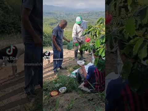 está es la finca valdepeñas en chinchina caldas