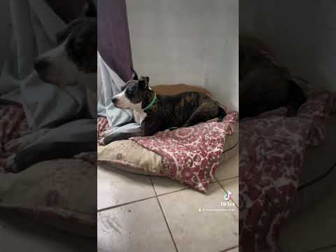 Dale like y seguime si pensas que si #perro #dog #perros #dogs #dogsofinstagram #doglover #perrosdei