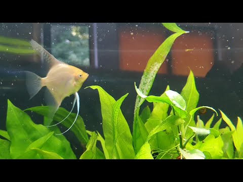 Oase Highline 300l Projekt- Happy Skalare Teil1