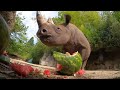 Hungry Rhino Squishes And Eats Giant Watermelon