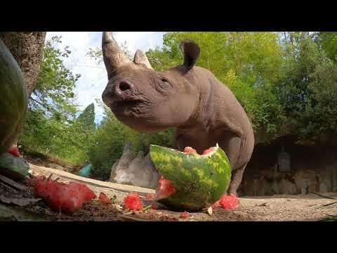 Un rhinocéros affamé écrase et mange une pastèque géante