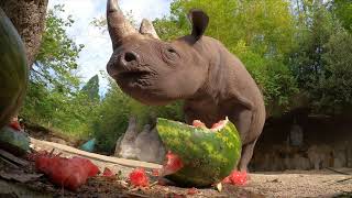 Un rhinocéros affamé écrase et mange une pastèque géante