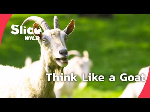 Goats Are Smarter Than You Think | FULL DOC | SLICE WILD