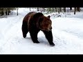 Bear running around in the snow #shorts #bear#snow
