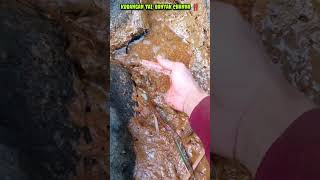 Download lagu TAiii BUKAN SIH ! - IKAN CHANNA #shorts #channa #limbata #viral mp3 Download lagu TAiii BUKAN SIH ! - IKAN CHANNA #shorts #channa #limbata #viral mp3