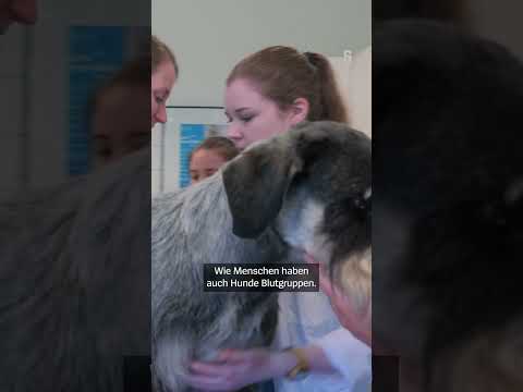 Blutspende für Hunde – Wie geht das? | DER SPIEGEL Shorts