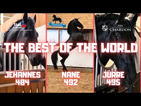 The best Friesian stallions in the world. 3 Stable tours | Friesian Horses