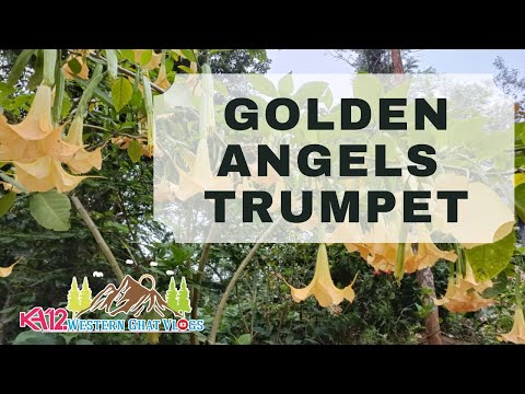 Golden angel’s trumpet genus Brugmansia aurea, Scented flowers in India, home gardening ideas