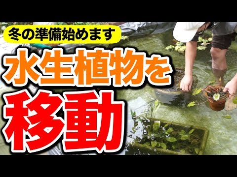 園芸 池の植物の越冬