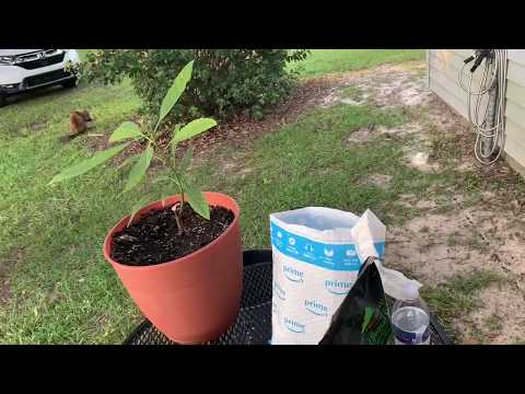 Avocado Bonsai First Training