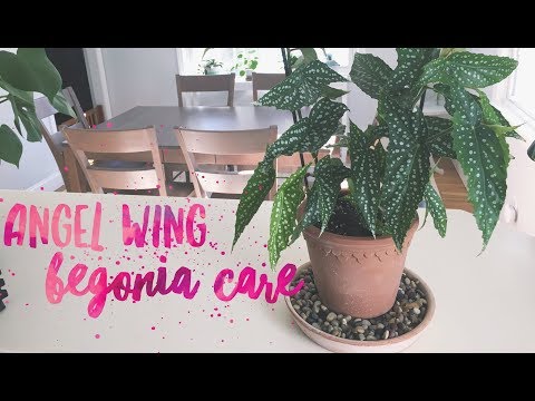 download lagu mp3 mp4 Angel Wing Begonia Care Outdoors, download lagu Angel Wing Begonia Care Outdoors gratis, unduh video klip Angel Wing Begonia Care Outdoors