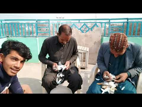 bazi wale kabootar| par patai pigeon| first video big pigeons| kabootar bazi| happy Sunday|pigeons|