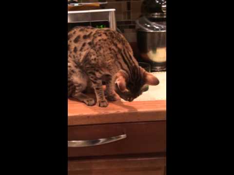 Savannah cat eats out of my hand.