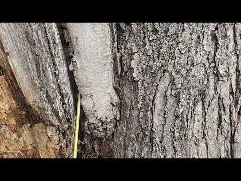 Carpenter Ants Found Inside the Old Big Tree in Whitehouse Station, NJ