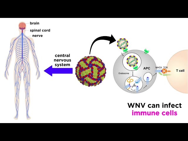 Video Pronunciation of flavivirus in English