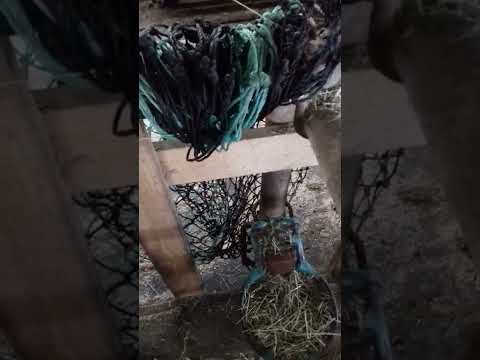 Pferde für den Abend fertigmachen! Oi da hat man viel zu tun 😇🌙🐎🏇