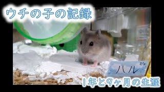 あるハムスターの生きた記録