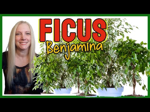 , title : 'FICUS BENJAMINA │cómo cuidar PLANTA FICUS BENJAMINA. @VeronicaCampaniniPlantas'