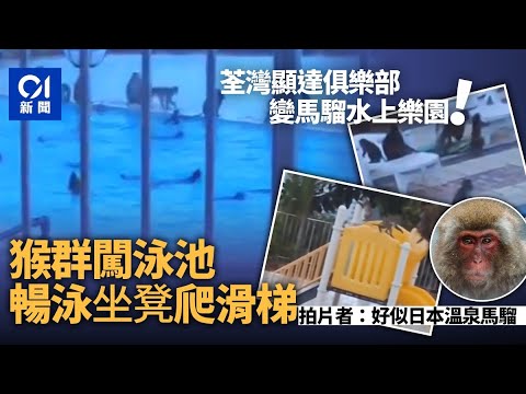 顯達鄉村俱樂部猴子