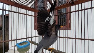 Download lagu Terapi Jalak Kebo Stres Macet Bunyi Dengan Ocehan Jalak Kebo Full Isian #146 mp3 Download lagu Terapi Jalak Kebo Stres Macet Bunyi Dengan Ocehan Jalak Kebo Full Isian #146 mp3