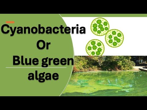 Cyanobacteria Or Blue Green Algae