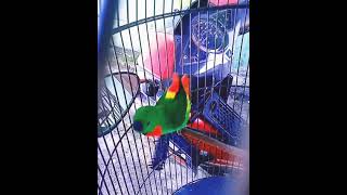 Download lagu Serindit Gacor Ngerol Nyerabung Tarakan mp3