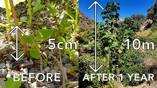 Using one of the fastest growing trees on the planet to restore an old avocado farm