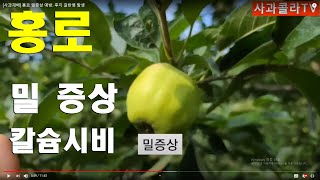 [사과재배] 홍로 밀증상 예방. 후지 갈반병 발생