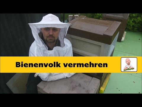 Bienenvolk vermehren.