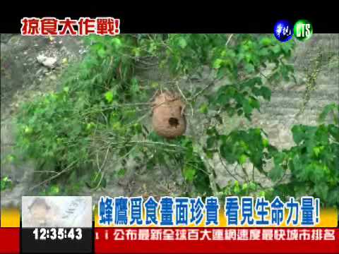 "直搗蜂窩"! 蜂鷹圍攻掠食