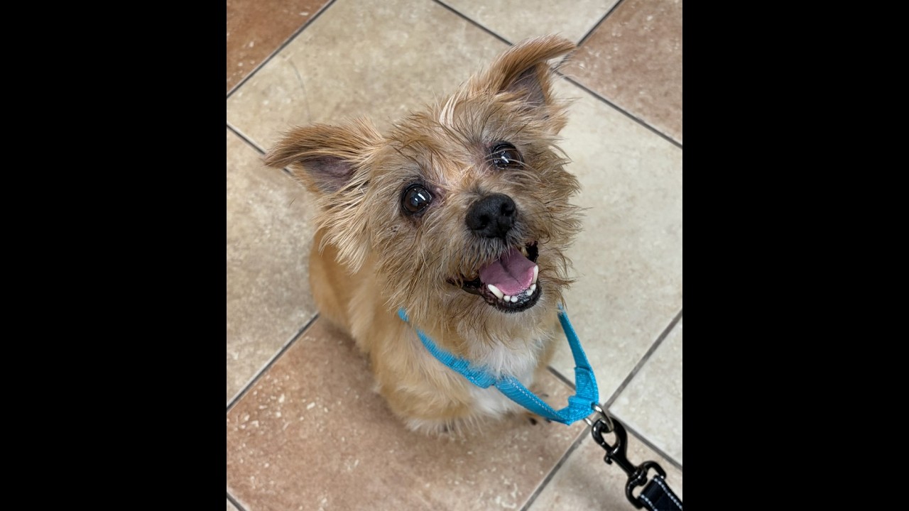Sprinkles Donut - Local Boy, an adoption pending mixed breed in Andover, MA video 4/6