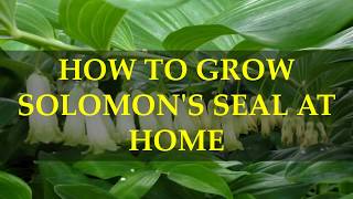 HOW TO GROW SOLOMON&#39;S SEAL AT HOME