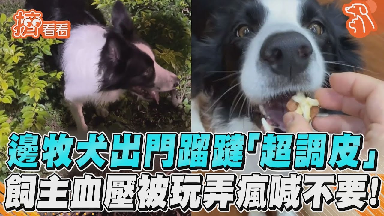 影音／邊牧犬出門蹓躂「超調皮」　飼主血壓被玩弄瘋喊不要！