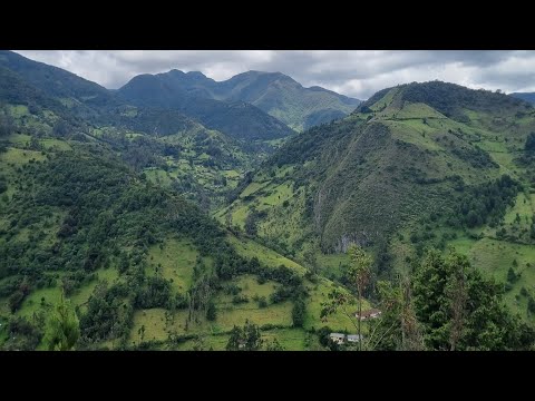Silvia cauca -Colombia