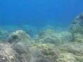 Kona reef diving