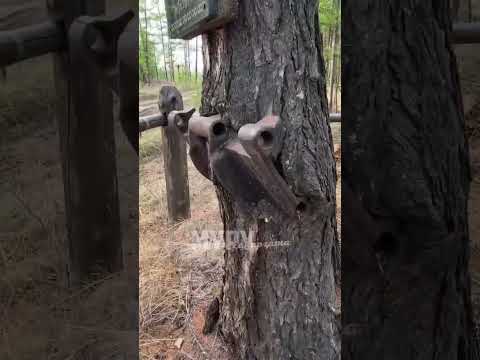 Видеофакт: в селе Соттинцы Усть-Алданского района растёт лиственница с вросшей частью от трактора