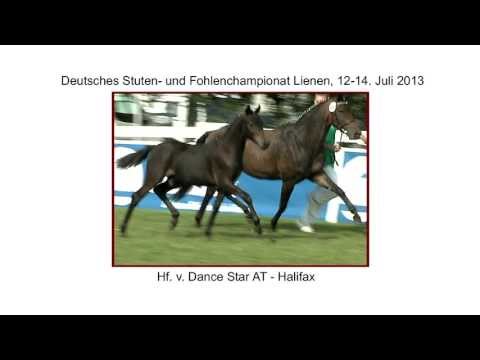 Hf Dance Star AT x Halifax