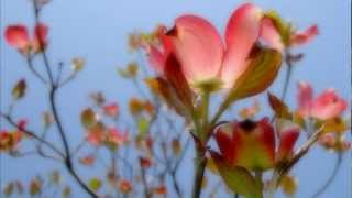 Bài hát ハナミズキ / Hanamizuki / Flowering Dogwood - Nghệ sĩ trình bày Hitoto Yo / 一青窈
