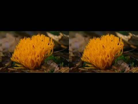 Ускоренное видео (time lapse) в 3D формате
