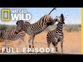 Deadly Under Dogs Full Episode Animal Fight Night