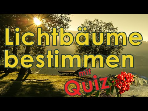 Lichtbäume erkennen und bestimmen - Jägerprüfung